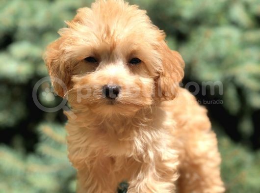 Babyface Maltıpoo görsel