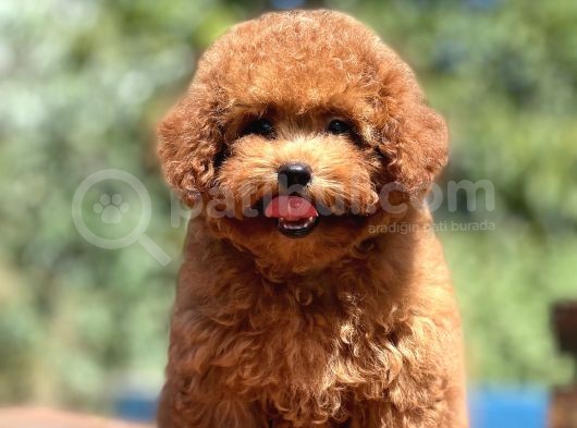 Bebek Surat Orjinal Toy Poodle Yavrular görsel