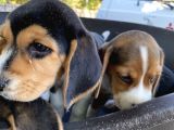 Çiftlikten Beagle yavrular