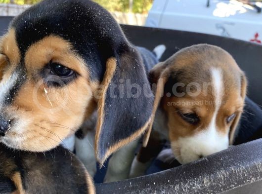Çiftlikten Beagle Yavrular