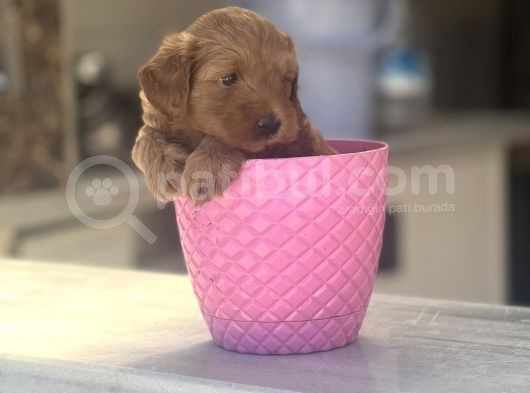 Orjinal Dark Red Erkek Bebeğim