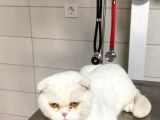 Scottish Fold 9 Aylık