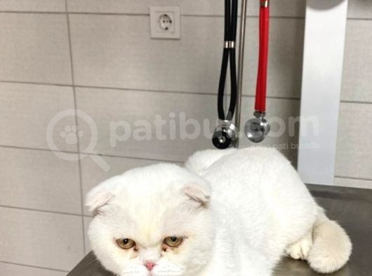 Scottish Fold 9 Aylık