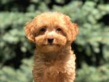 Poodle Görselinde Maltıpoo