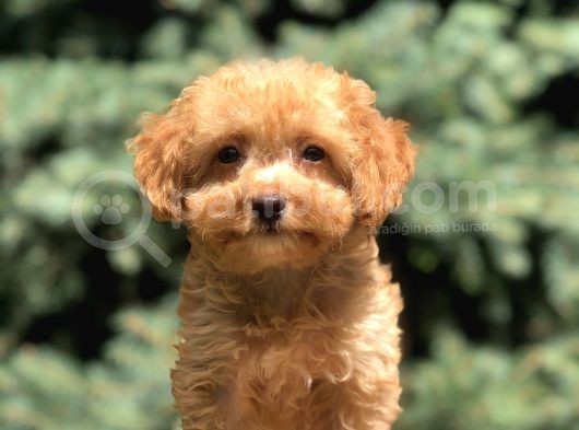 Poodle Görselinde Maltıpoo