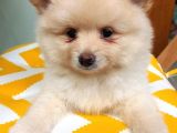 Pomeranian Boo