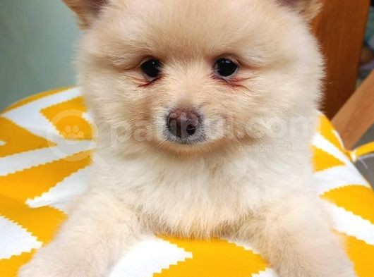 Pomeranian Boo görsel