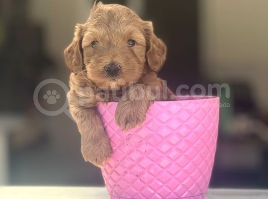Orjinal Dark Red Erkek Bebeğim görsel