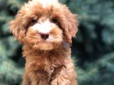 Dizayn Irk Maltıpoo Güzelliği
