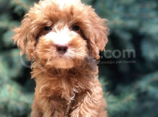 Dizayn Irk Maltıpoo Güzelliği görsel