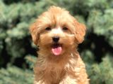Babyface Maltıpoo
