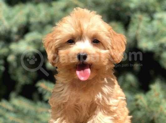 Babyface Maltıpoo görsel