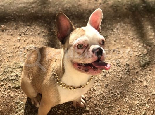Lilac Platinyum Fawn Pied Disi görsel