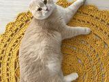 Scottish Fold Cream