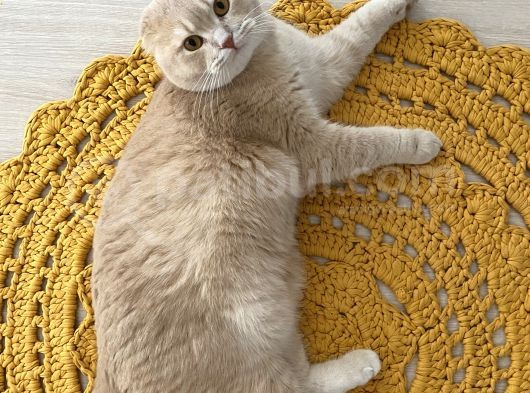 Scottish Fold Cream görsel
