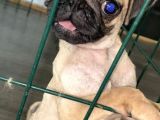 Pug Mops 0 Burun Gül Kuyruk
