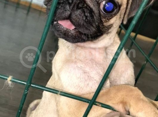 Pug Mops 0 Burun Gül Kuyruk