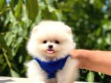 Pomeranian Boo Teddy Face Erkek Yavrumuz