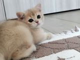 Çok Kaliteli Güzel Yüzlü