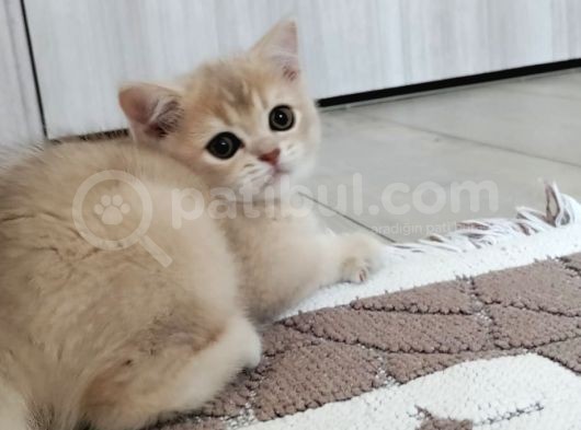 Çok Kaliteli Güzel Yüzlü görsel