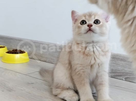 Çok Kaliteli Güzel Yüzlü görsel