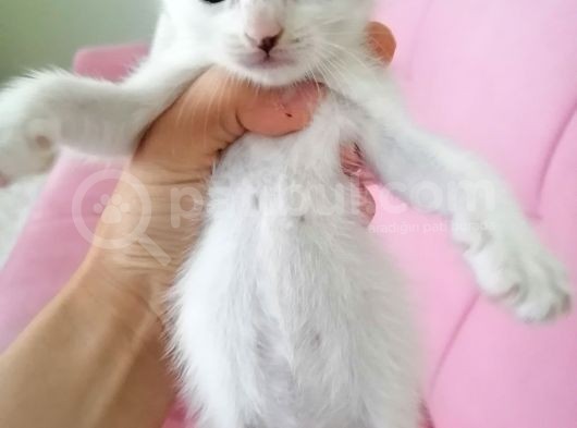 Avuç Içi Kadar Minik görsel