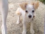 Maltese Terrier 0 Numara Dişi Yavrular