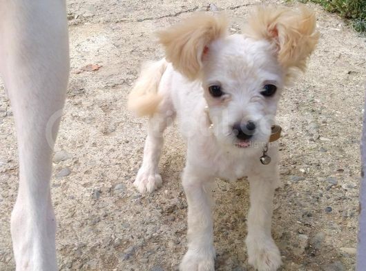 Maltese Terrier 0 Numara Dişi Yavrular görsel