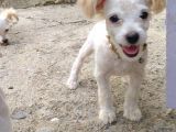 Maltese Terrier 0 Numara Dişi Yavrular