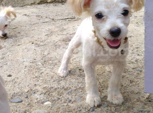 Maltese Terrier 0 Numara Dişi Yavrular görsel