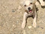 Maltese Terrier 0 Numara Dişi Yavrular