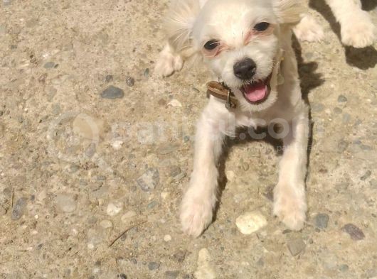 Maltese Terrier 0 Numara Dişi Yavrular