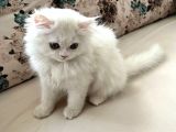 Bembeyaz Bri̇ti̇sh Longhai̇r Di̇şi̇ Aşili Sağlikli