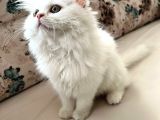 Bembeyaz Bri̇ti̇sh Longhai̇r Di̇şi̇ Aşili Sağlikli