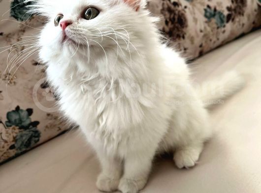 Bembeyaz Bri̇ti̇sh Longhai̇r Di̇şi̇ Aşili Sağlikli görsel