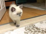 British Shorthair Blue Point