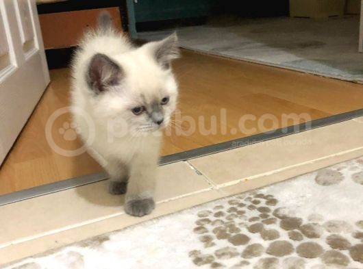 British Shorthair Blue Point görsel