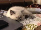 British Shorthair Blue Point