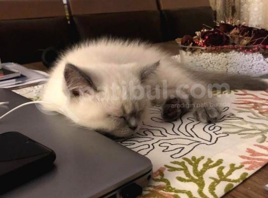 British Shorthair Blue Point