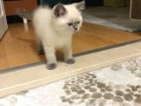 British Shorthair Blue Point