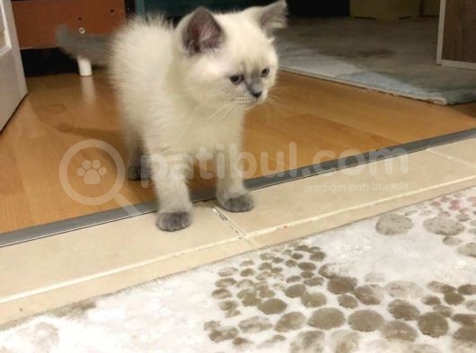 British Shorthair Blue Point görsel