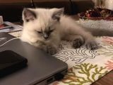 British Shorthair Blue Point