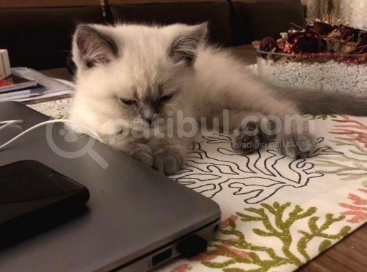 British Shorthair Blue Point görsel