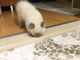 British Shorthair Blue Point