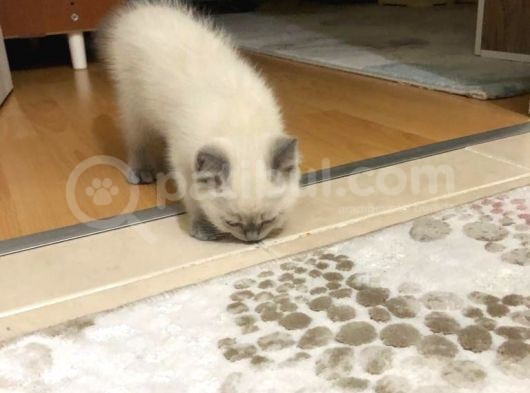 British Shorthair Blue Point görsel