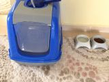 British Shorthair Blue Point