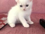 Scottish Fold Ve British Blue Point Yavrular