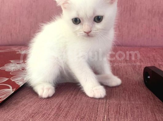 Scottish Fold Ve British Blue Point Yavrular görsel