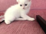 Scottish Fold Ve British Blue Point Yavrular