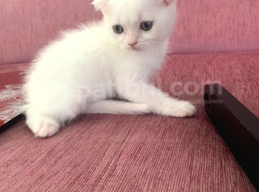 Scottish Fold Ve British Blue Point Yavrular görsel
